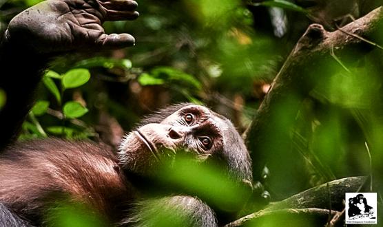 Wildlife of Grebo-Krahn National Park in Liberia captured with camera traps